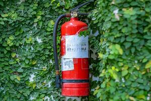 fuego extintor en un pared cubierto con alpinismo plantas. foto