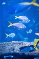 tropical fishes underwater with yellow tail photo