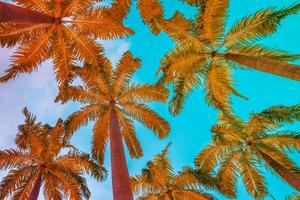 Coconut palm trees with vibrant color vibes photo