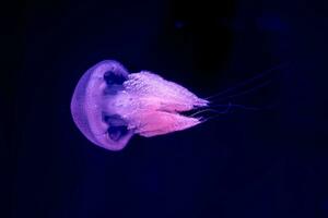 Jellyfish in action in the aquarium with beautiful color photo