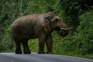 full body of beautiful ivory male elephant in khaoyai national park thailand, khao yai is one of most popular natural sanctuary in thailand photo