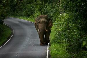 wild male elephant with ivory on road in khao yai national park ,khaoyai national park is one of most important natural sanctuary in thailand and south east asia photo