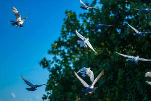 Movement Scene of Group of Rock Pigeons Flying in The Air on Blue sky Background photo