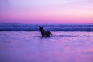 Black dog walking in the beach photo