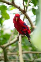 A red-colored bird and a woodpecker with yellow markings are perched on the lush branches of a tree. photo