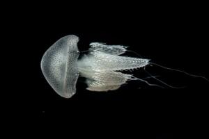 Jellyfish in action in the aquarium with beautiful color photo