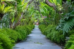 A pathway with lush trees photo
