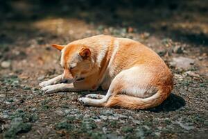 cansado antiguo soñoliento perro en el calle foto