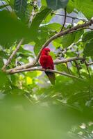 A red-colored bird and a woodpecker with yellow markings are perched on the lush branches of a tree. photo