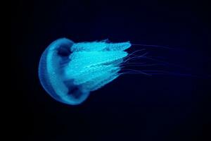 Jellyfish in action in the aquarium with beautiful color photo
