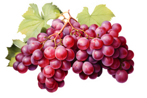 watercolor grapes png on transparent background,AI Generative