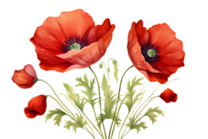 watercolor red poppies on transparent background,AI Generative png