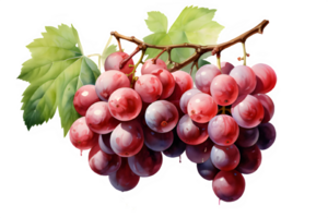 watercolor grapes png on transparent background,AI Generative