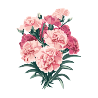 œillet fleur, ai génératif png