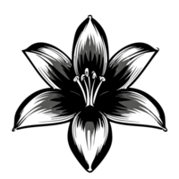 Lily flower, AI Generative png