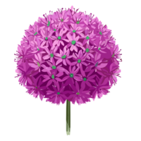 Allium flower,Purple ball of flower. Illustration for printing, backgrounds, wallpapers, covers, packaging, greeting cards, posters, stickers. AI Generative png