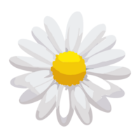Daisy,Camomile flower . White daisy chamomile icon, AI Generative png