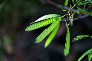 Young pods of Leucaena leucocephala photo