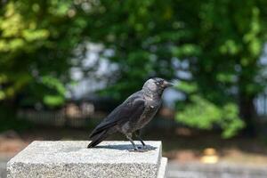 Western jackdaw atop of a stone pillar photo