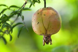 Close-up on a pomegranate photo