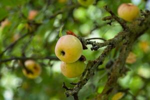 manzanas colgando desde el árbol foto