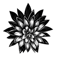 edelweiss fleur, edelweiss clipart. ai génératif png