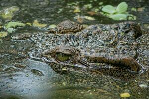 Crocodile swimming in the river photo