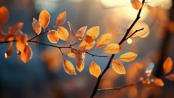 autumn leaves branches photo