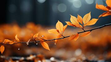 autumn leaves in the sun photo