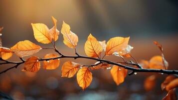 autumn leaves on the tree photo