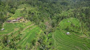 Aerial backward view of rice field on hill in Bali video