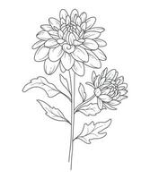 Chrysanthemum Line Art. Chrysanthemum outline Illustration. November Birth Month Flower. Chrysanthemum outline isolated on white. Hand painted line art botanical illustration vector