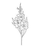 Gladiolus Line Art. Gladiolus outline Illustration. August Birth Month Flower. Gladiolus  outline isolated on white. Hand painted line art botanical illustration. vector