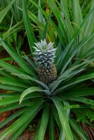 Green pineapple Bush in nature. Tropical fruit photo