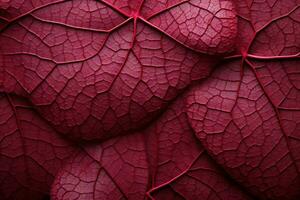 close-up of maroon red textured photo