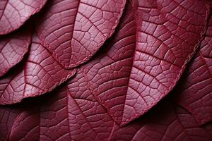 Close-up of dry autumn leaf with veins photo