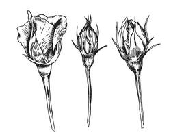 Rose flowers sketch. A sketch of flower buds. Leaves. Branches. Buds. Set of roses. Plants in ink. Hand Drawing Live nature sketch. Garden plants vector