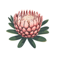 protea flor. tropical flor. ai generativo png