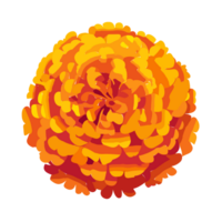 Marigold flowers , AI Generative png