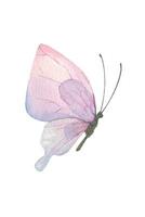 Purple butterfly. Hand-drawn watercolor illustration. Isolated object on a white background for decoration and design vector