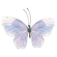 Purple butterfly. Hand-drawn watercolor illustration. Isolated object on a white background for decoration and design. vector