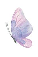 Purple butterfly. Hand-drawn watercolor illustration. Isolated object on a white background for decoration and design vector