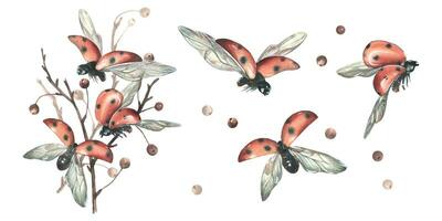 Red ladybugs with black dots flying with apple tree branches. Hand drawn watercolor illustration. Set of isolated objects on a white background. vector