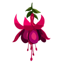 fuchsia fleur transparent arrière-plan, ai génératif png