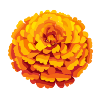 Marigold flowers , AI Generative png