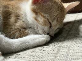 cute cat sleeping on the sofa photo