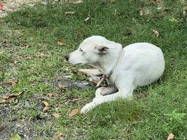 white dog in the park photo