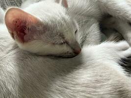 white cat sleeping on a black blanket photo