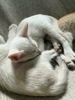 white cat sleeping in the bed photo