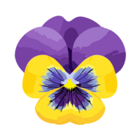 viola del pensiero fiore. , ai generativo png